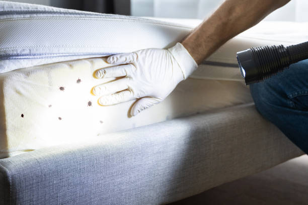 Best Flea Control Services  in Chadron, NE