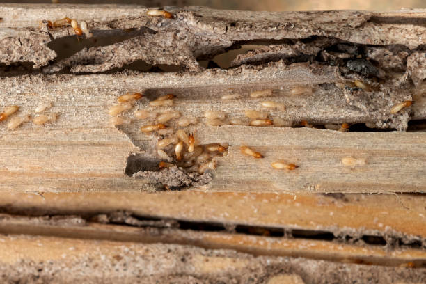 Best Local Pest Control Services  in Chadron, NE